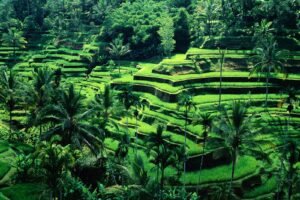 Potensi Investasi Properti di Ubud